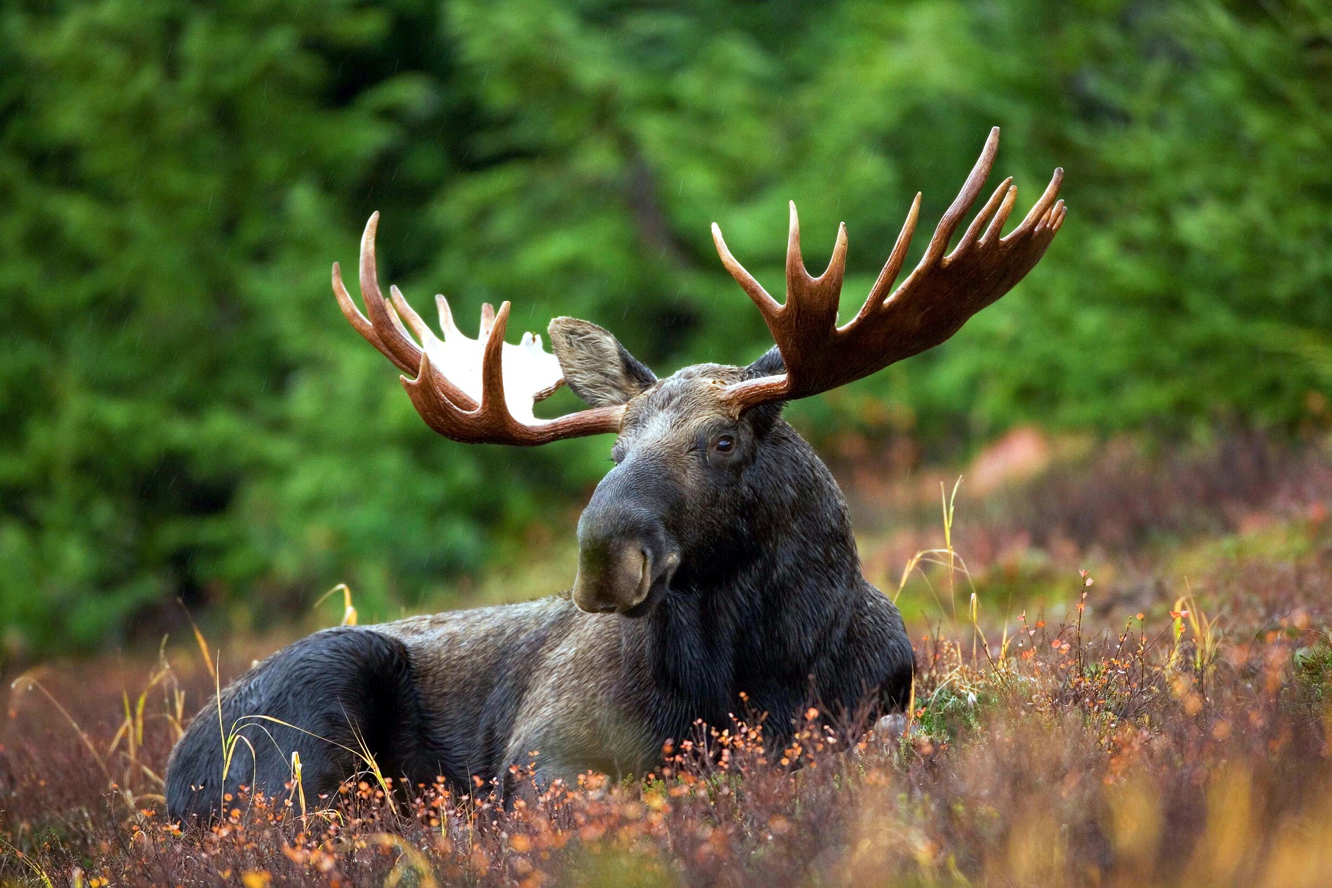 Province Suspends the Licensed Cape Breton Moose Hunt for Three Years