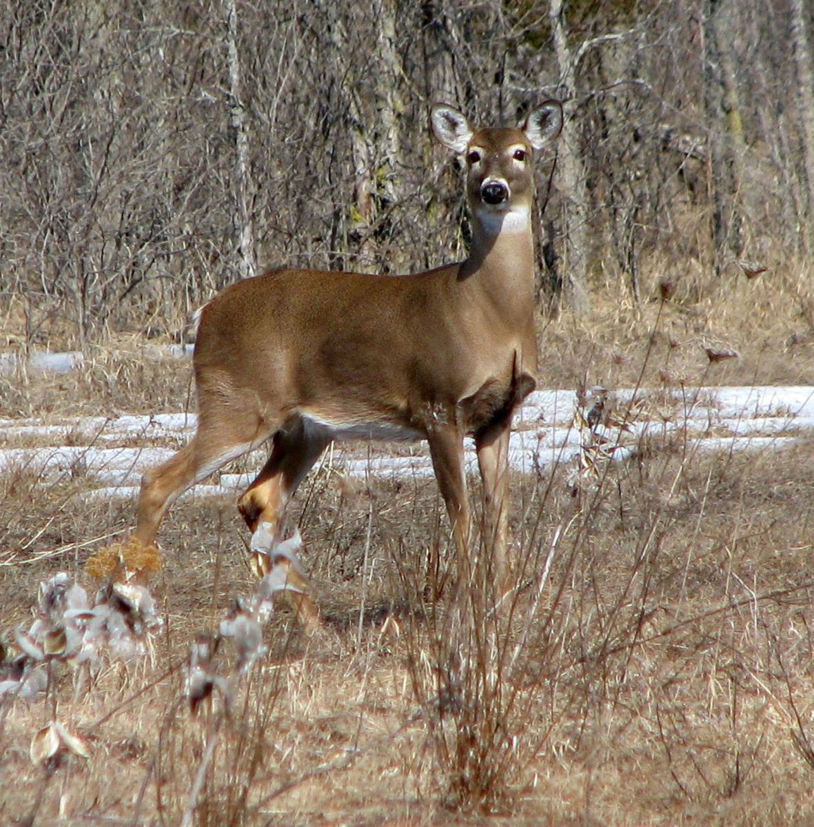 Richmond County Seeks Data on Local Deer Population following Residents Complaints